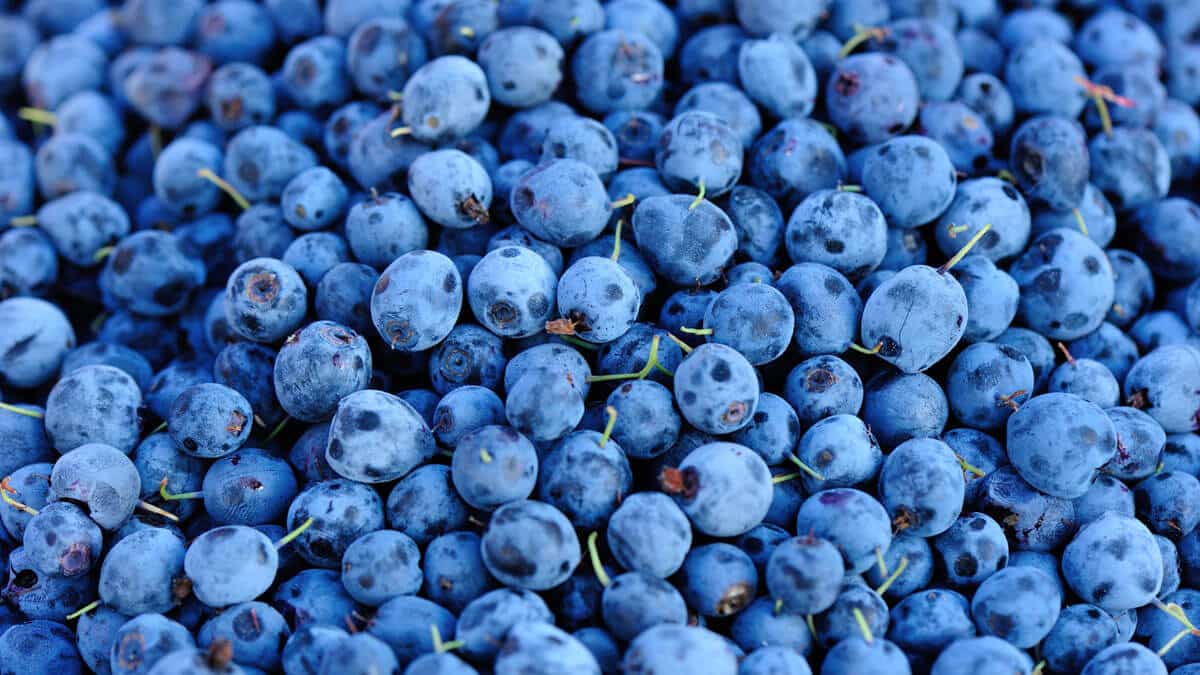 blueberries_gal_10
