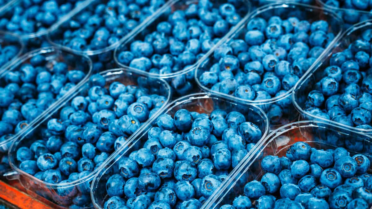 blueberries_gal_5