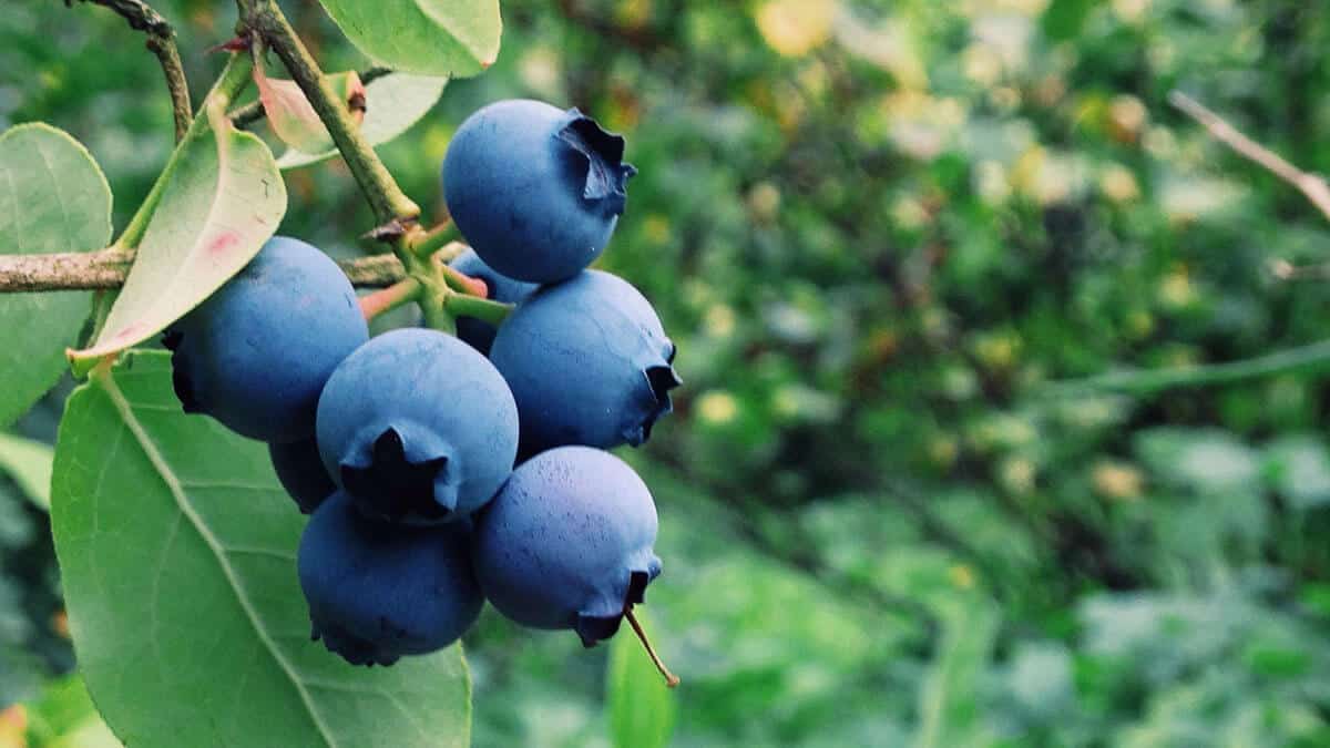 blueberries_gal_8